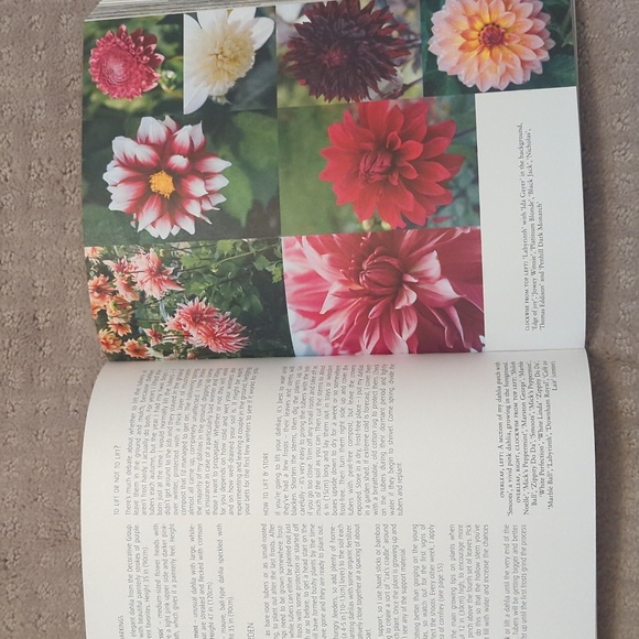 In Bloom book by Clare Nolan, new - Picture 5 of 6